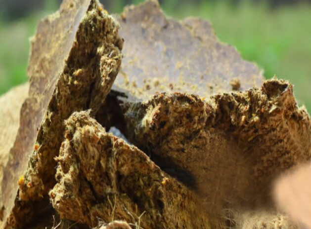 Animal Feed