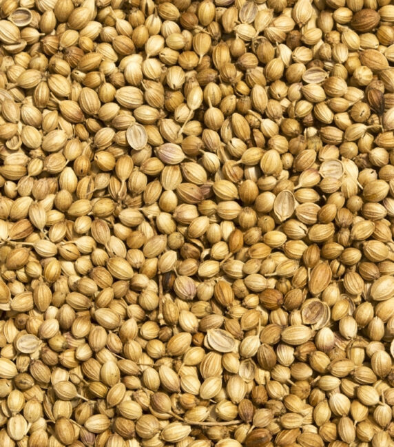 Selective focus view of coriander seeds from the top