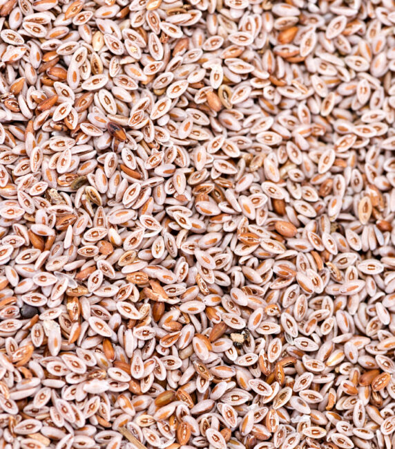 Heap of fresh Psyllium seeds for use as background image