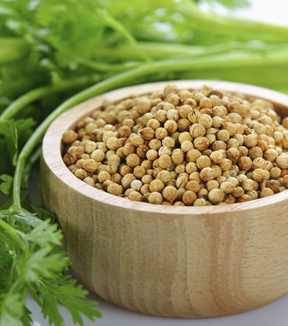 Coriander Seeds Coriander Seeds