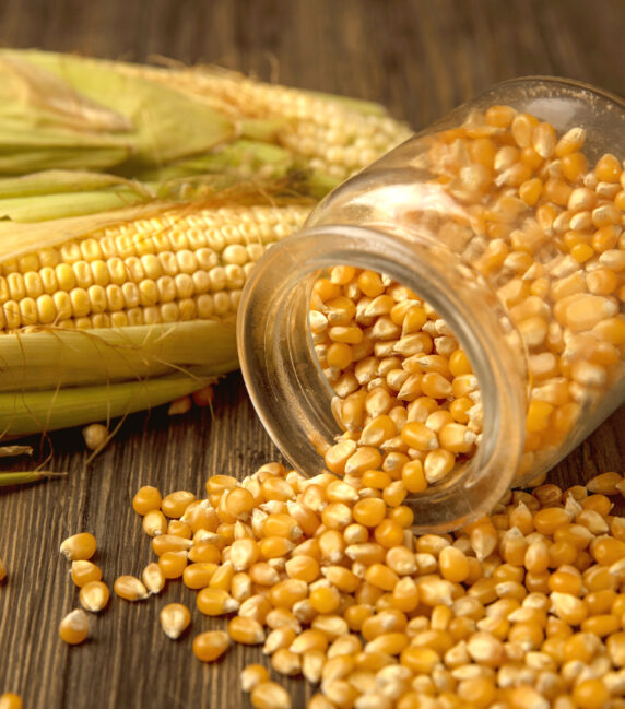 Maize ( Yellow Corn )