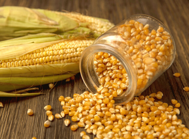 Maize ( Yellow Corn )